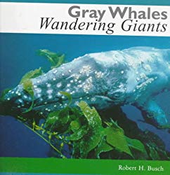 Gray Whales: Wandering Giants
