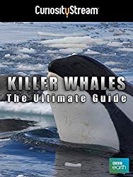 Killer Whales - The Ultimate Guide
