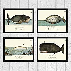 Whale Art Print Set of 4 Antique Beautiful Ocean Sea Marine Nature Colored Natural Science Chart Illustration Home Wall Decor Unframed GNT