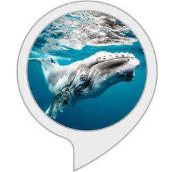 Ambient Sounds. Underwater Whale Sounds