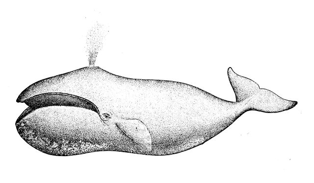 ballena boreal