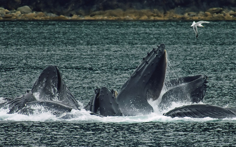 ballenas jorobadas alimentandose
