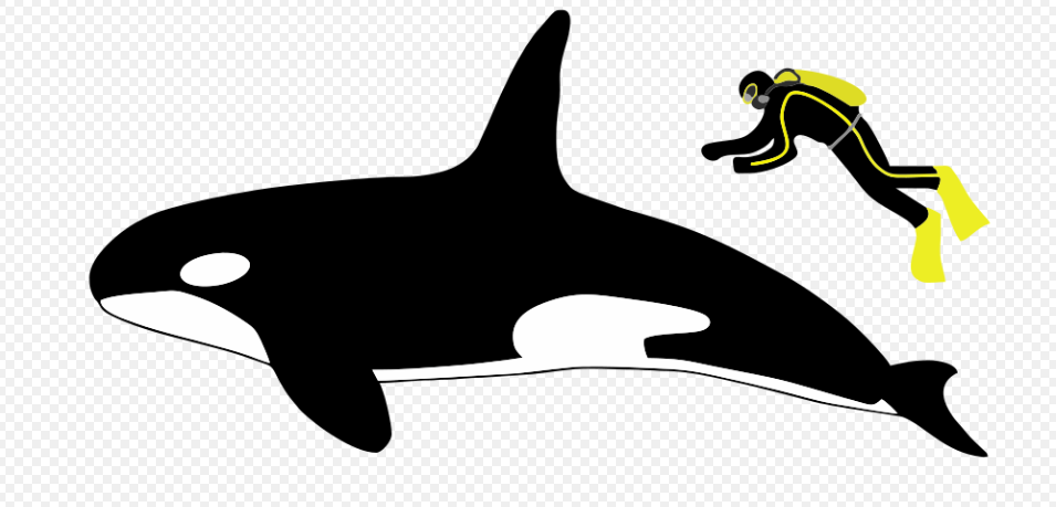 Tamaño Comparativo de la Orca