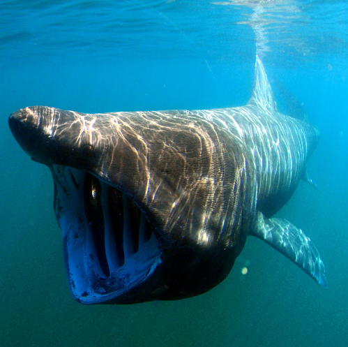 tiburón peregrino con la boca abierta