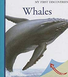 Whales (My First Discoveries)