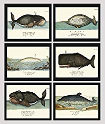 Whale Art Print Set of 6 Antique Beautiful Ocean Sea Marine Nature Colored Natural Science Chart Illustration Home Wall Decor Unframed GNT