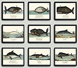 Whale Art Print Set of 9 Antique Beautiful Ocean Sea Marine Nature Colored Natural Science Chart Illustration Home Wall Decor Unframed GNT