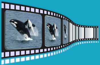 Whale Movies
