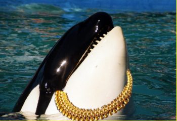 Whale Tail Necklaces