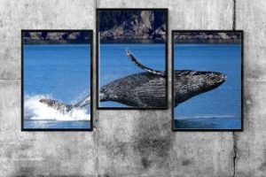 Whale Pictures