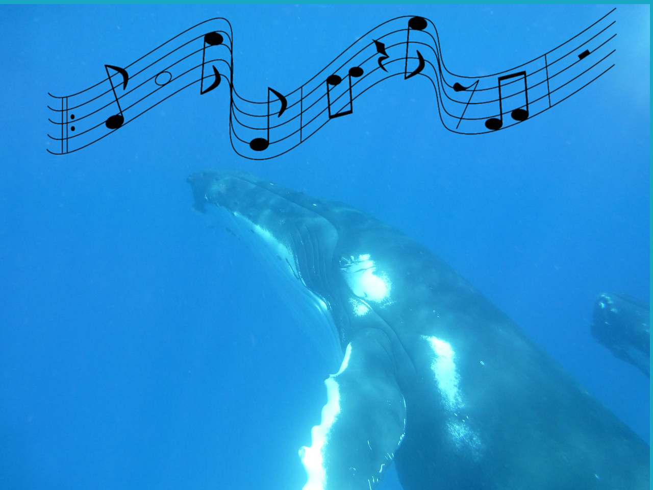 whale singing
