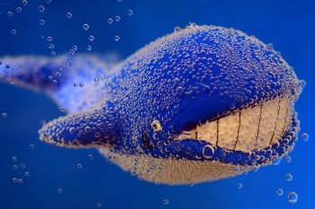 Stuffed Whales