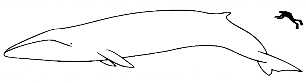 fin whale size comparison to human