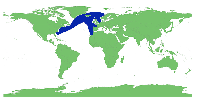 north atlantic right whale habitat