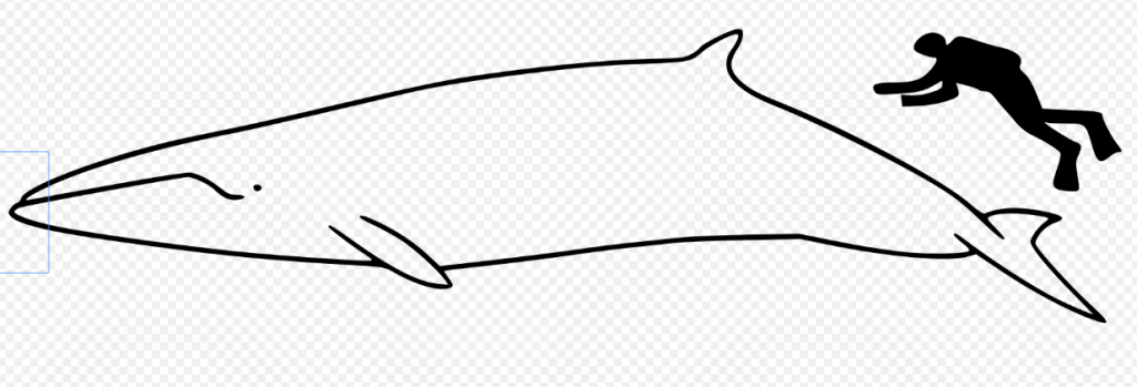 Minke whale size comparison