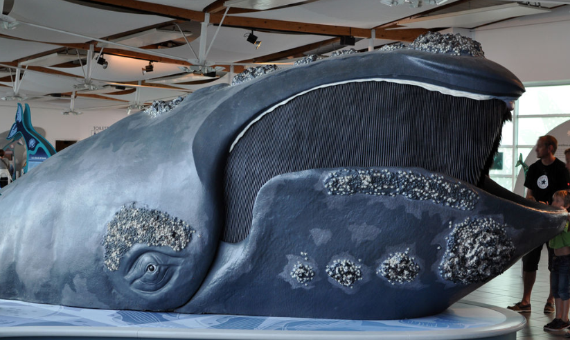 replica of right whale