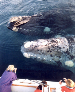 Southern right whale
