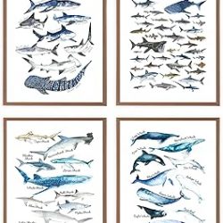 VNWEK Watercolor Rustic Sharks and Whales Wall Art Poster Prints Unframed 8”x10”Set Of 4,Farmhouse Marine Life Decorations for Home Bedroom Living Room Classroom,Gifts For Marine Life Lovers Students