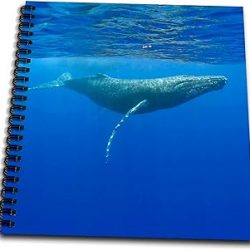 3dRose db_89841_1 Hawaii, Big Island, Humpback Whale - US12 PSO0028 - Paul Souders - Drawing Book, 8 by 8-Inch